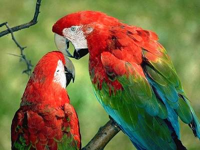 V Ekokině nás tentokrát ohromí barvy australských papoušků 