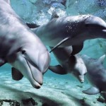 Delfíni-2