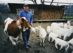 kráva